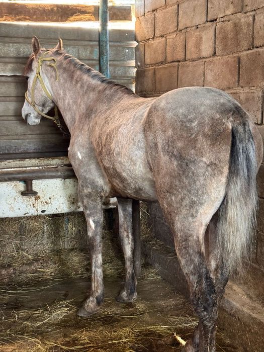 Продам Лошадь / Ат сатлады
