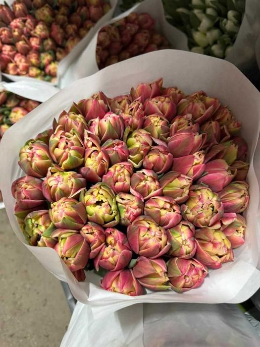 Тюльпаны оптом. Не дорого. По договору