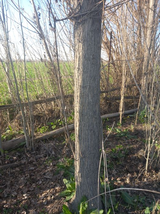 Прадаётса деревя-Тераклар сотилади