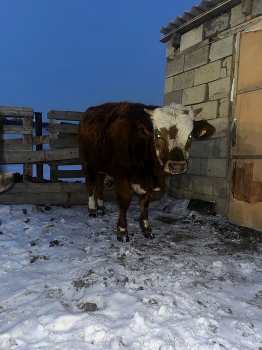 Бұқалар Сатылады