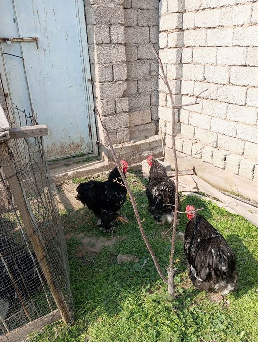 Брама хурозлари (жужа хурозлар)