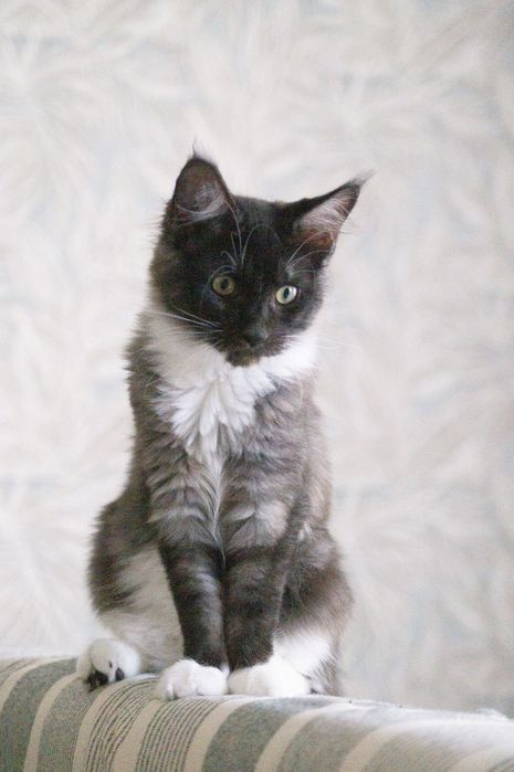 Мейн-кун, девочки