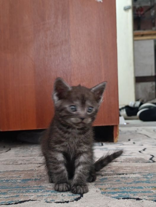 Шотландские и британские котята 
Продаются оч