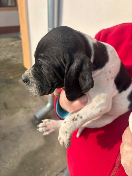 Pointer de vânătoare