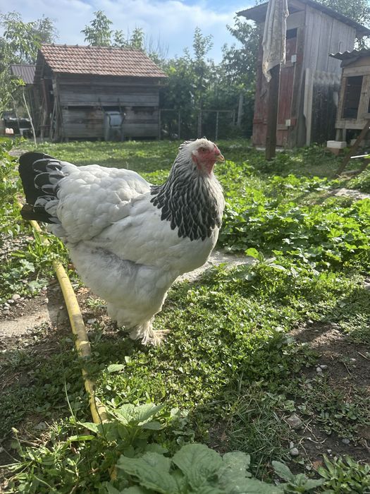 Gaini si cocos Brahma herminat deschis HD