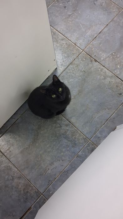 Отдам в Добрые руки Кота и Кошечку