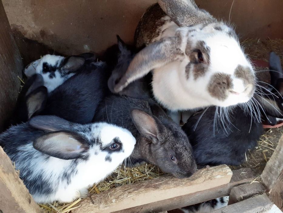 Зайци за продажба – цена по договаряне