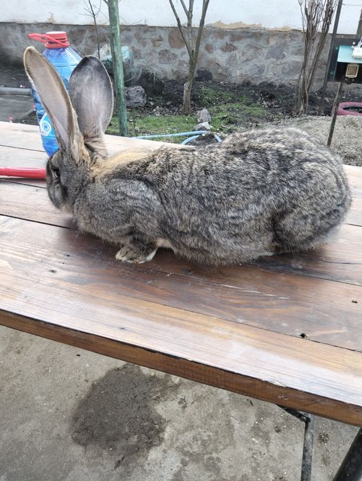 Uriaș german femela