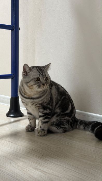 Котенок скотиш страйт