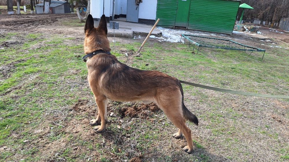 Белгейски овчарка малинуа