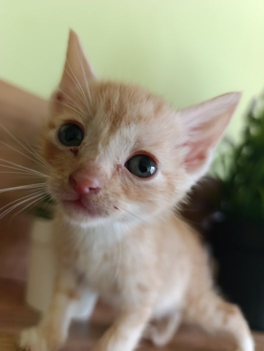 Сладки малки котенца