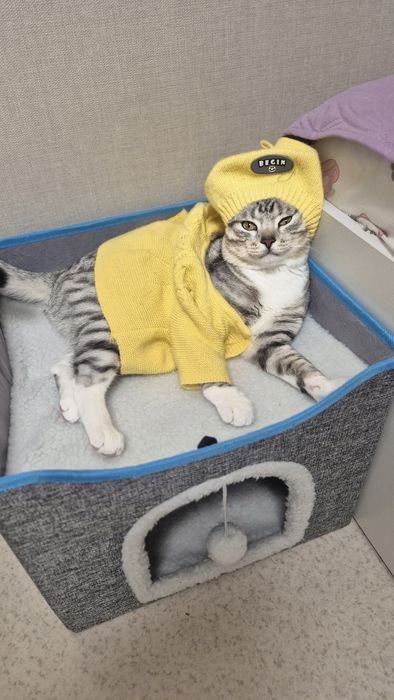 Отдаём в хорошие руки кота
