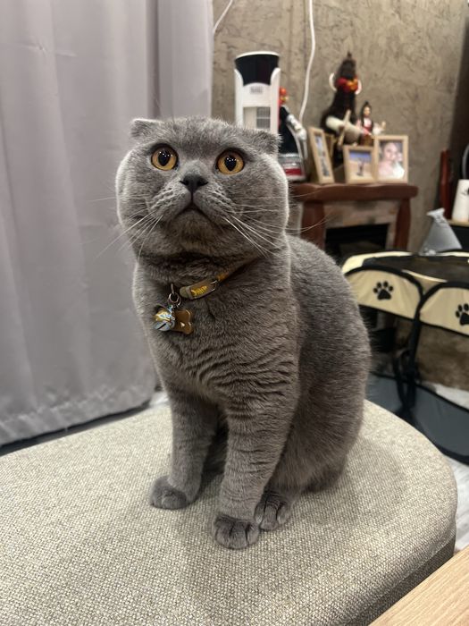 Котета Шотландски фолд и котета Британски късокосмести