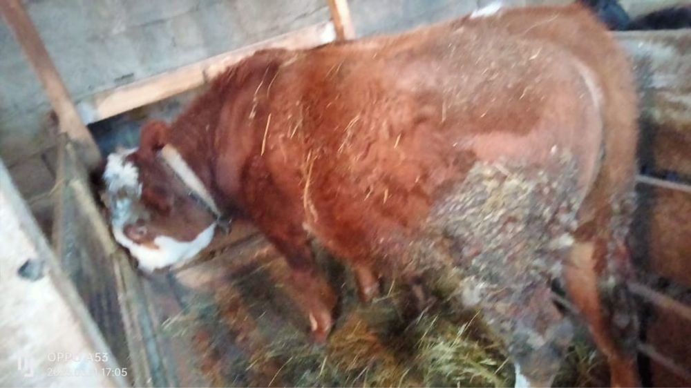 Бык на продажу!!!