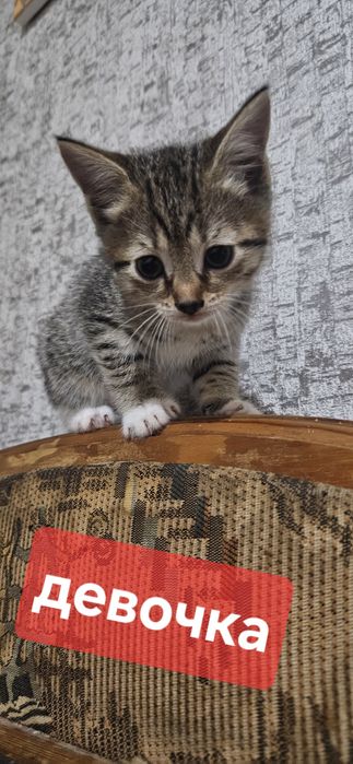 Котята ищут хозяев