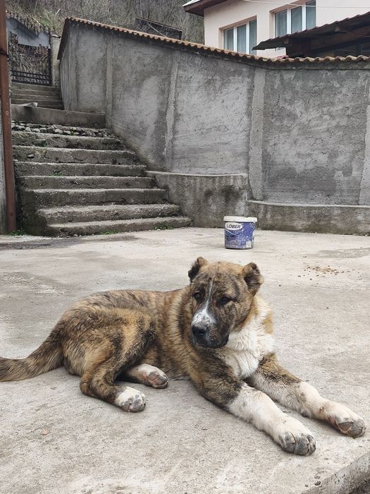 Femela Asia Centrala