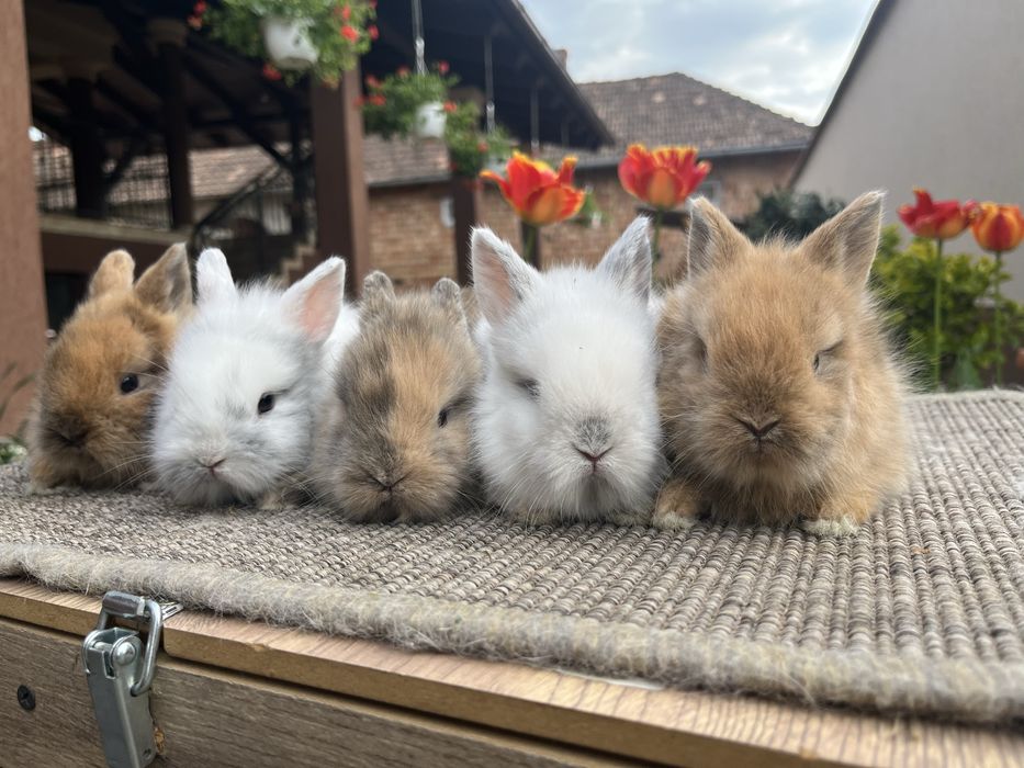 iepuri pitici cap de leu