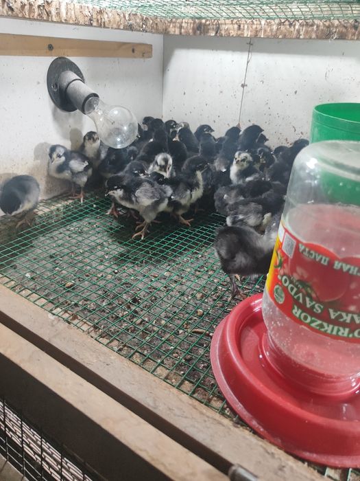 Qora jujalar sotiladi