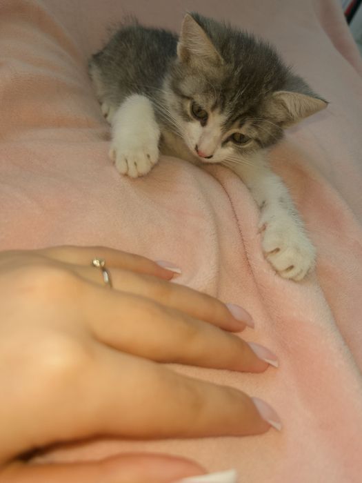 Мысык беріледі срочно‼️‼️