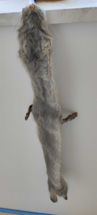 Сива яка от норка