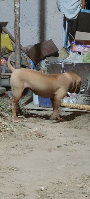 Paroda sharpey 1 yosh