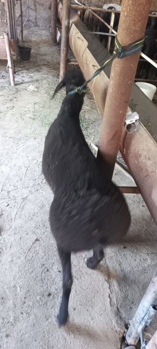 Кучкорлар сотилади