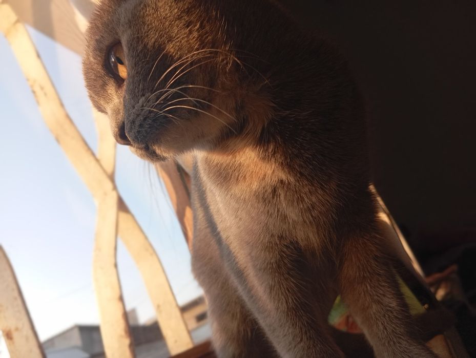 Mushuklar olish va sotish