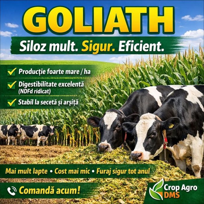 GOLIATH - Campion in Europa la porumb siloz