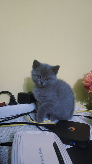 Британска късокосместа