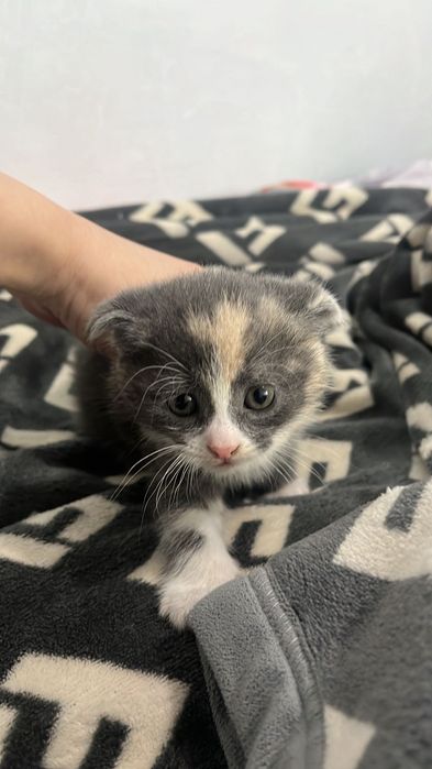 Котята полувислоухие