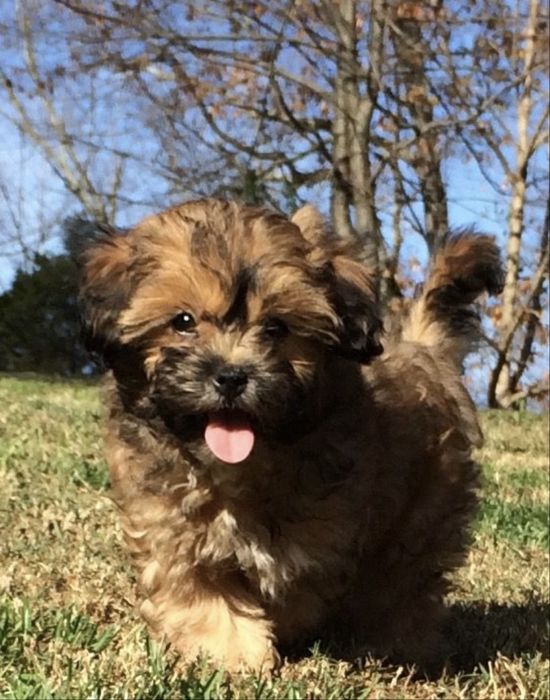 Bichon havanez 650 lei