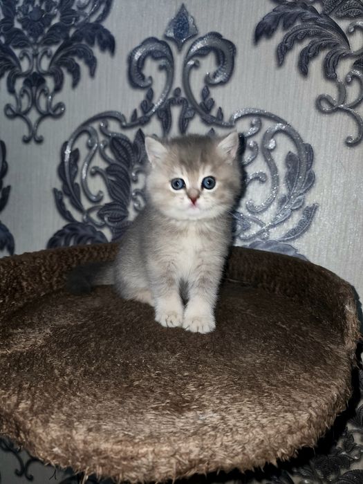 Scottish shinshila va  strayt, 1 yarim oylik sotiladi