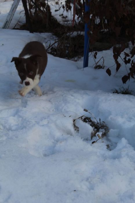 бордер колли щенок