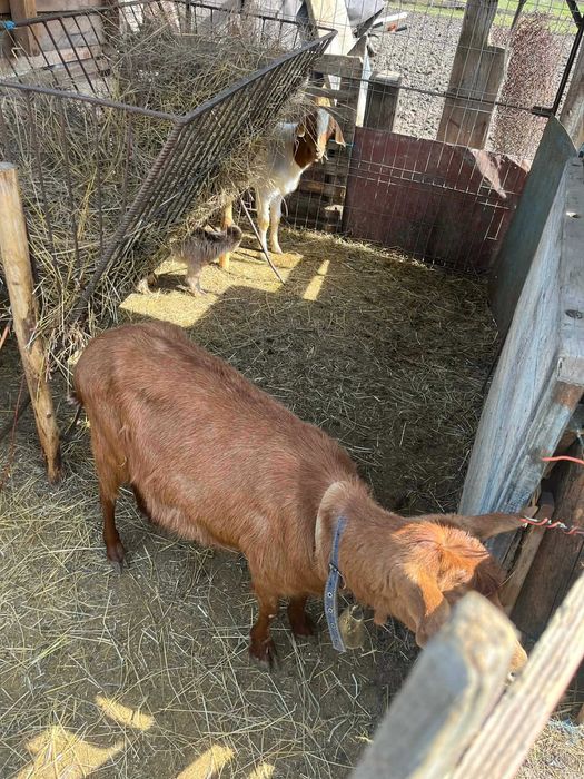 Vând capre tinere cu iezi