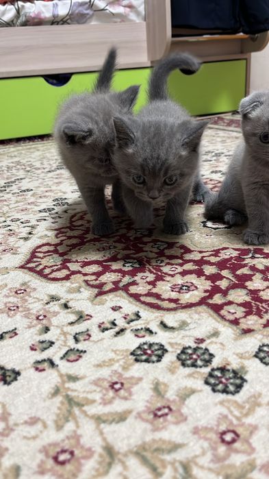 Продам котят британцы