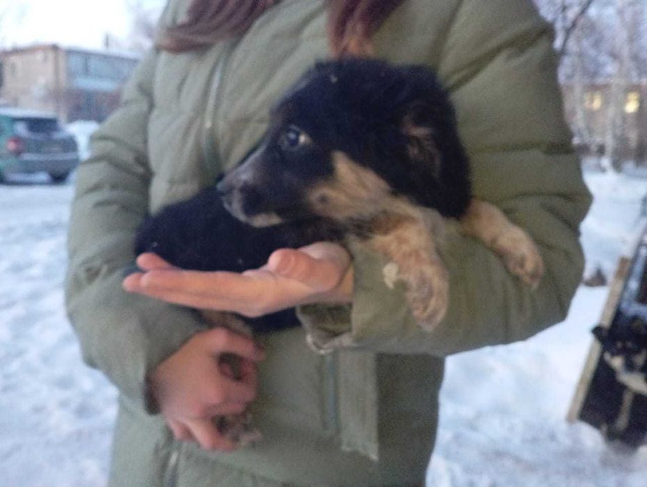 Отдаём щенков бесплатно.