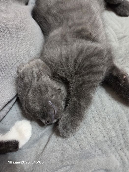 Котятки ищут новый дом