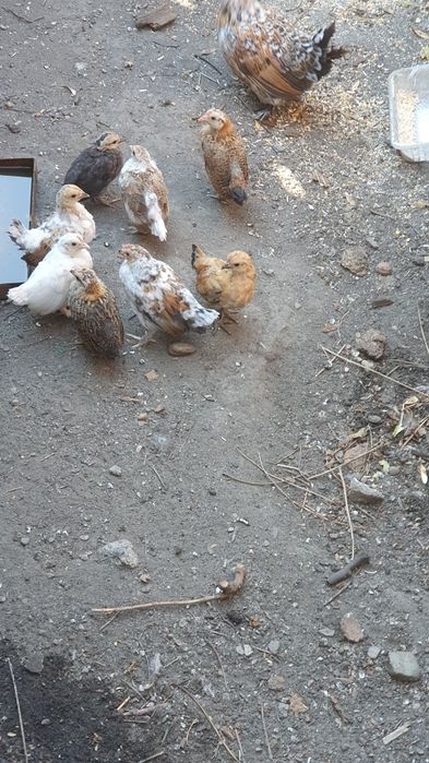 Găini pitice                              .