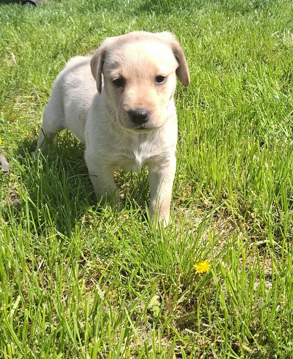 Чистокръвен Лабрадор Ретривър