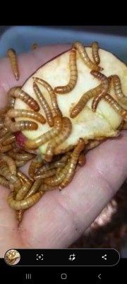 Viermi  faina Hrana păsări insectivore