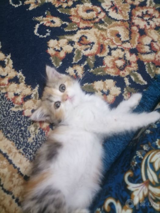 Продаётся котенка девочка