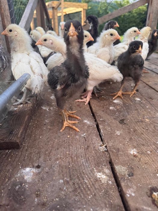 Vand pui Australorp Alb , Plymouth Rock Barat