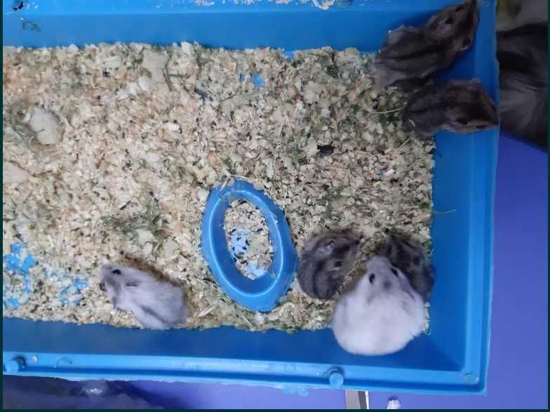 Хомячки-джунгарики.