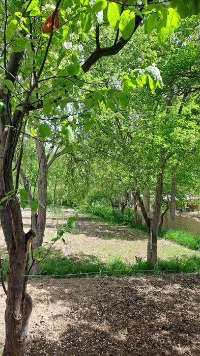 Алокада 1.3 сотихли ер сотилади.