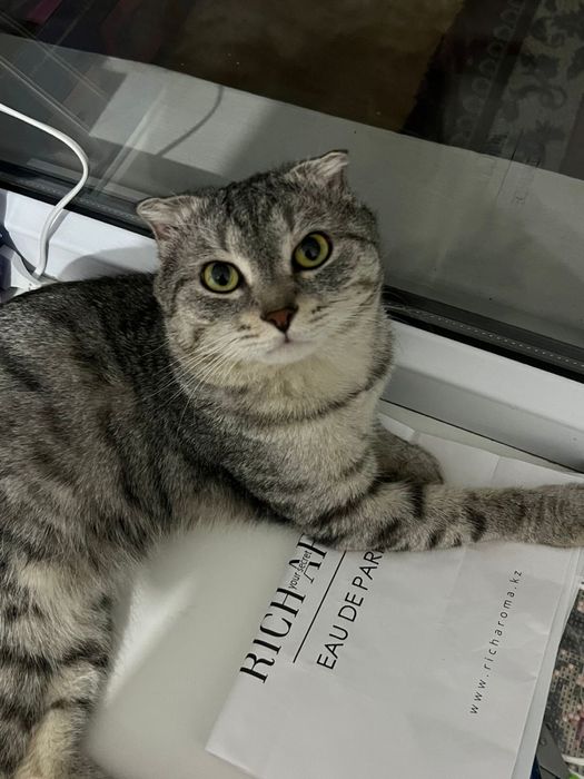 Шотландский вислоухий кот