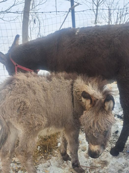 Vând magăriță cu pui de 3 luni