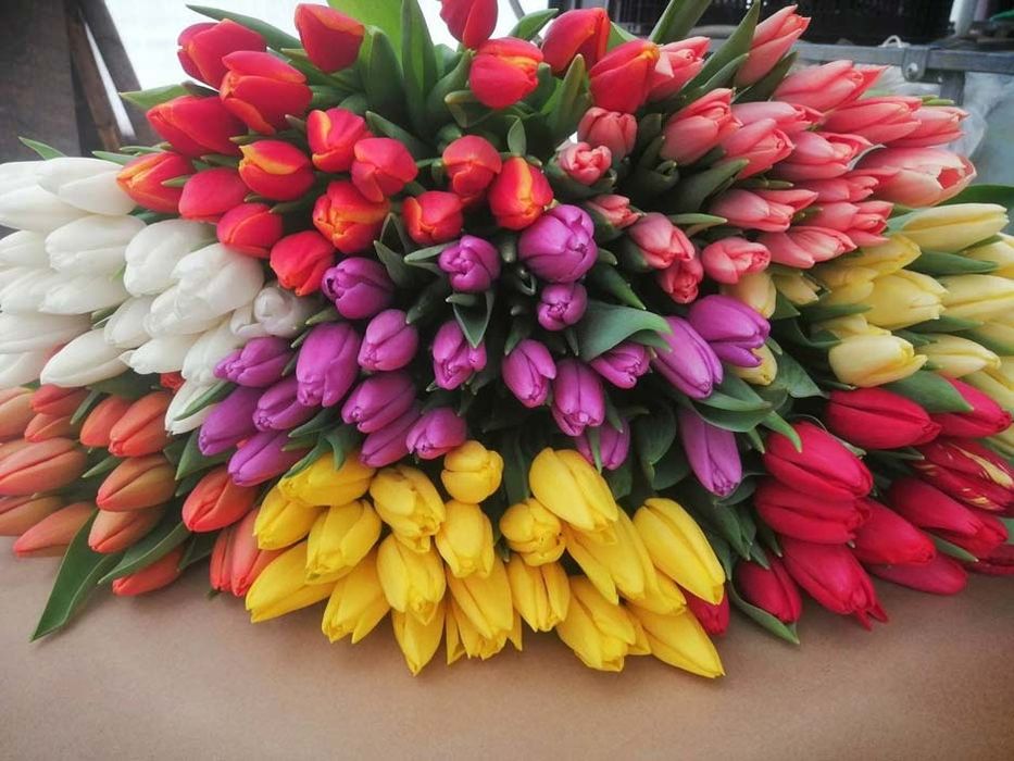 Тюлпаны Оптом и Розница