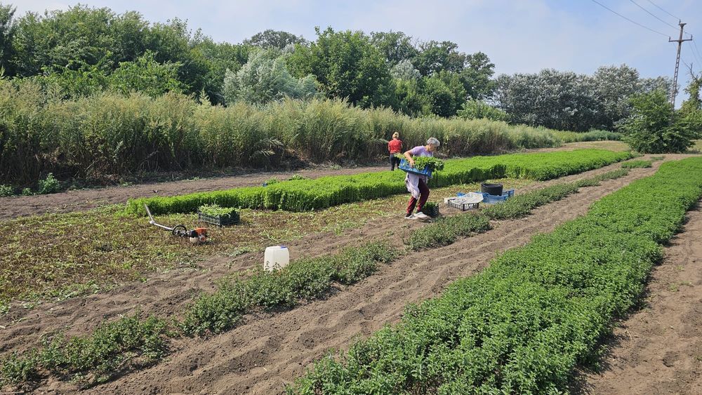 Vindem menta pentru ceai/restaurante sau cafenele verde sau uscata