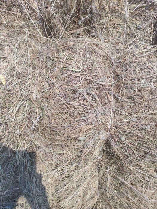 Продам сено в тюках, в рулонах