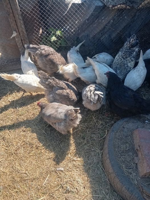 Продам кур Джерсийский Гигант